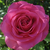 Roz - Trandafir teahibrid - Lucia Nistler®